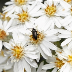 Neocistela ovalis at Yarralumla, ACT - 16 Oct 2025 10:05 AM