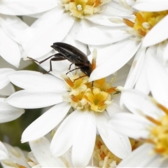 Neocistela ovalis at Yarralumla, ACT - 16 Oct 2025 10:05 AM