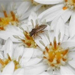 Unverified True bug (Hemiptera, Heteroptera) at Yarralumla, ACT - 16 Oct 2025 by TimL