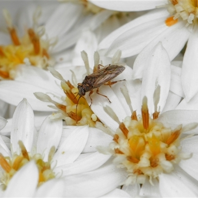 Unverified True bug (Hemiptera, Heteroptera) at Yarralumla, ACT - 16 Oct 2025 by TimL
