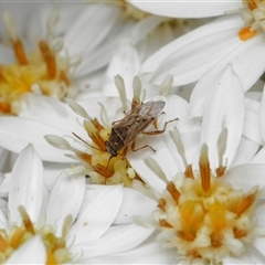 Nysius vinitor at Yarralumla, ACT - 16 Oct 2025 10:06 AM
