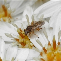 Nysius vinitor at Yarralumla, ACT - 16 Oct 2025 10:06 AM