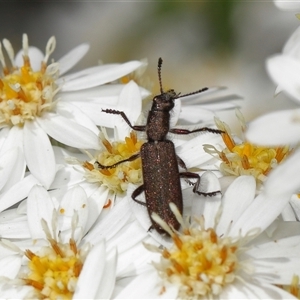 Unverified Beetle (Coleoptera) at Yarralumla, ACT - 16 Oct 2025 by TimL