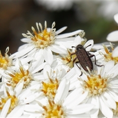 Eleale sp. (genus) at Yarralumla, ACT - 16 Oct 2025 10:16 AM