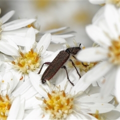 Eleale sp. (genus) at Yarralumla, ACT - 16 Oct 2025 10:16 AM