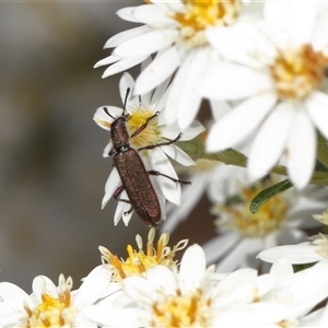 Eleale sp. (genus) at Yarralumla, ACT - 16 Oct 2025 10:16 AM