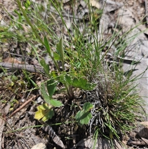 Unverified Other Wildflower or Herb at Burra, NSW - Today by BrianSummers