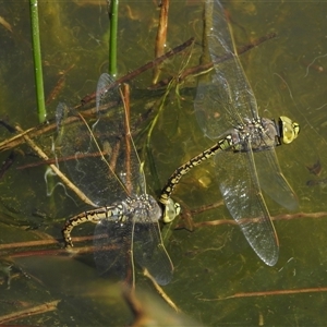 Anax papuensis (Australian Emperor) at Yarralumla, ACT - Yesterday by JohnBundock