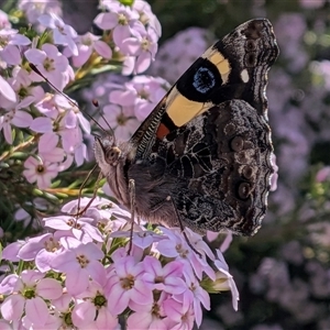 Vanessa itea (Yellow Admiral) at Franklin, ACT - Yesterday by chriselidie