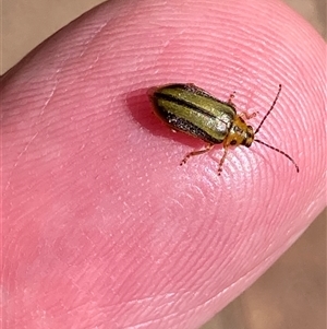 Xanthogaleruca luteola (Elm leaf beetle) at Theodore, ACT - 16 Oct 2025 by Cardy