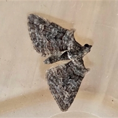 Phrissogonus laticostata (Apple looper moth) at Yass River, NSW - 17 Oct 2025 by SenexRugosus