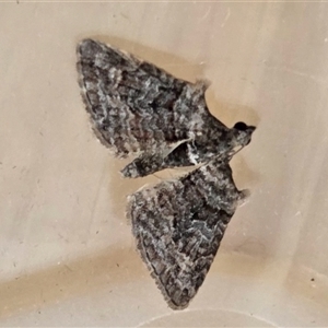 Phrissogonus laticostata (Apple looper moth) at Yass River, NSW - Yesterday by SenexRugosus
