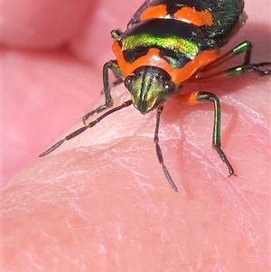 Scutiphora pedicellata (Metallic Jewel Bug) at Theodore, ACT - 17 Oct 2025 by Cardy