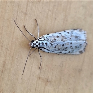 Utetheisa (genus) (A tiger moth) at Yass River, NSW - Yesterday by SenexRugosus