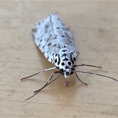 Utetheisa (genus) at Yass River, NSW - 17 Oct 2025 02:48 PM