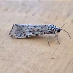 Utetheisa (genus) at Yass River, NSW - 17 Oct 2025 02:48 PM