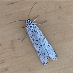 Utetheisa (genus) at Yass River, NSW - 17 Oct 2025 02:48 PM