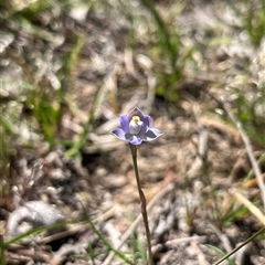 Thelymitra peniculata (Blue Star Sun-orchid) at Yarralumla, ACT - 17 Oct 2025 by dgb900