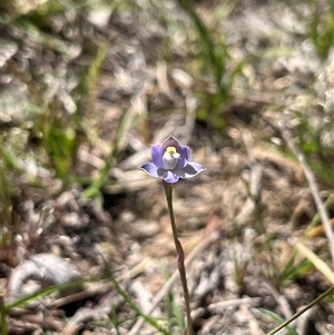 Thelymitra peniculata (Blue Star Sun-orchid) at Yarralumla, ACT - 17 Oct 2025 by dgb900
