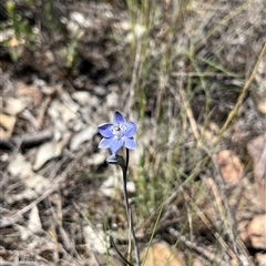 Thelymitra juncifolia (Dotted Sun Orchid) at Yarralumla, ACT - 17 Oct 2025 by dgb900