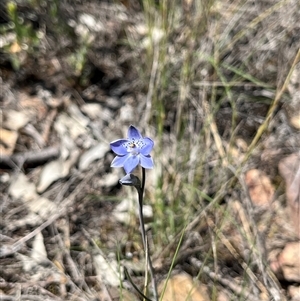 Thelymitra juncifolia (Dotted Sun Orchid) at Yarralumla, ACT - Yesterday by dgb900