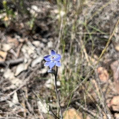 Thelymitra juncifolia (Dotted Sun Orchid) at Yarralumla, ACT - 17 Oct 2025 by dgb900
