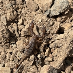 Urodacus manicatus (Black Rock Scorpion) at Aranda, ACT - 17 Oct 2025 by LeahColebrook