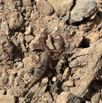 Urodacus manicatus (Black Rock Scorpion) at Aranda, ACT - 17 Oct 2025 by LeahColebrook