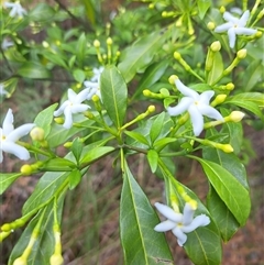 Tabernaemontana pandacaqui at Pappinbarra, NSW - 11 Oct 2025 by AngFrost