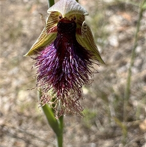 Calochilus platychilus (Purple Beard Orchid) at Yarralumla, ACT - Yesterday by dgb900