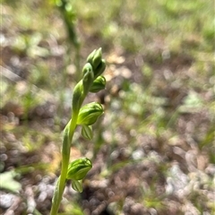 Hymenochilus bicolor (ACT) = Pterostylis bicolor (NSW) (Black-tip Greenhood) at Yarralumla, ACT - 17 Oct 2025 by dgb900