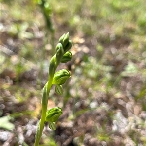 Hymenochilus bicolor (ACT) = Pterostylis bicolor (NSW) (Black-tip Greenhood) at Yarralumla, ACT - Yesterday by dgb900