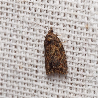 Capua intractana (A Tortricid moth) at Harrison, ACT - 16 Oct 2025 by DPRees125