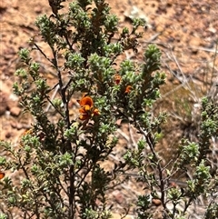 Pultenaea procumbens (Bush Pea) at Campbell, ACT - 16 Oct 2025 by KaiDewPHD