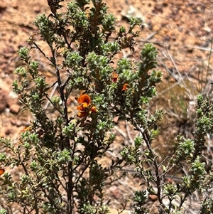 Pultenaea procumbens (Bush Pea) at Campbell, ACT - 16 Oct 2025 by KaiDewPHD