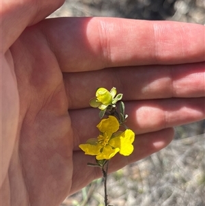 Unverified Other Shrub at Campbell, ACT - Yesterday by KaiDewPHD