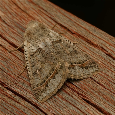 Pantydia sparsa (Plain Pantydia) at  - suppressed by DPRees125