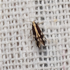 Labdia oxysema (A Curved-horn moth) by DPRees125