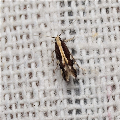 Labdia oxysema (A Curved-horn moth) at  - suppressed by DPRees125