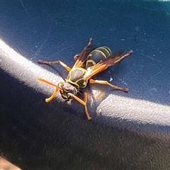 Polistes (Polistes) chinensis (Asian paper wasp) at Higgins, ACT - 17 Oct 2025 by Jennybach