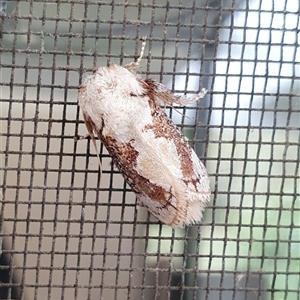 Mecytha fasciata (Macadamia Cup Moth) by Aussiegall