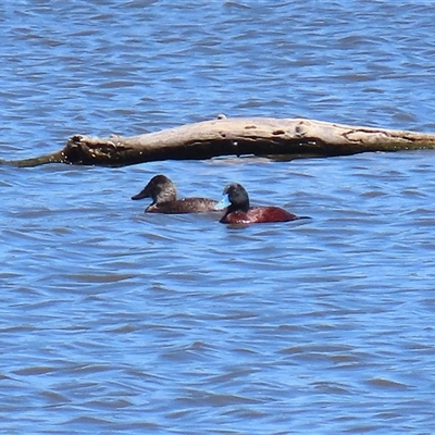 Oxyura australis at Fyshwick, ACT - 16 Oct 2025 by RodDeb