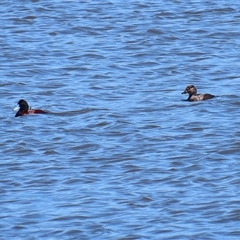 Oxyura australis at Fyshwick, ACT - 16 Oct 2025 12:34 PM