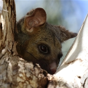 Trichosurus vulpecula (Common Brushtail Possum) at Fyshwick, ACT - 16 Oct 2025 by RodDeb