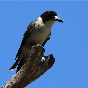 Cracticus torquatus at Kingston, ACT - 16 Oct 2025 by RodDeb