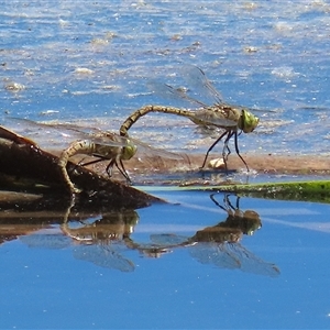 Anax papuensis (Australian Emperor) at Fyshwick, ACT - 16 Oct 2025 by RodDeb