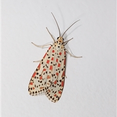 Utetheisa pulchelloides (Heliotrope Moth) at Cedar Creek, QLD - Yesterday by DAdeGroot