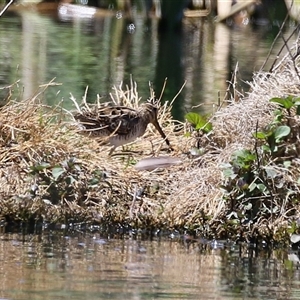 Gallinago hardwickii at Fyshwick, ACT - 16 Oct 2025 by RodDeb