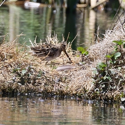 Gallinago hardwickii at Fyshwick, ACT - 16 Oct 2025 by RodDeb