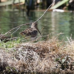 Gallinago hardwickii at Fyshwick, ACT - 16 Oct 2025 12:18 PM